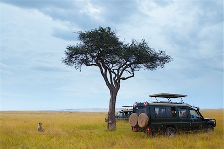 simsearch:600-06671739,k - Cheetah (Acinonyx jubatus) and safari jeeps in the Masai Mara National Reserve, Kenya, Africa. Photographie de stock - Rights-Managed, Code: 700-06732536