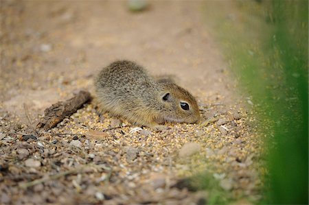 european ground squirrel - European ground squirrel (Spermophilus citellus) young, Bavaria, Germany Photographie de stock - Rights-Managed, Code: 700-06733333