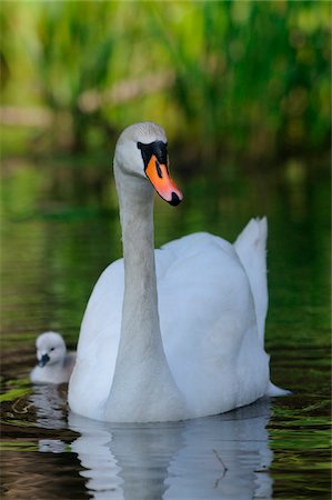 Mute Swan (Cygnus olor) parent with chick swimming in the water, Bavaria, Germany Photographie de stock - Rights-Managed, Code: 700-06758257