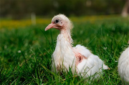 federwild - Homing pigeon youngster in a meadow, Bavaria, Germany Stockbilder - Lizenzpflichtiges, Bildnummer: 700-06758264