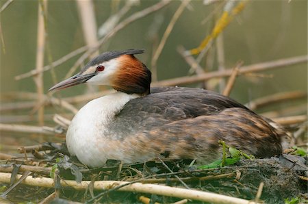 Great Crested Grebe (Podiceps cristatus) sitting on the nest, Bavaria, Germany Stockbilder - Lizenzpflichtiges, Bildnummer: 700-06758265