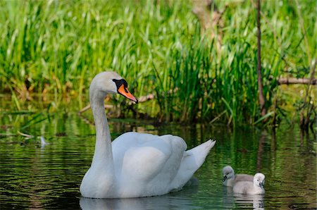 simsearch:700-06714181,k - Mute Swan (Cygnus olor) parent with chicks swimming in the water, Bavaria, Germany Foto de stock - Con derechos protegidos, Código: 700-06758267