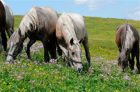 steiermark - Lipizzan on a flower meadow, Austria Photographie de stock - Rights-Managed, Code: 700-06758260