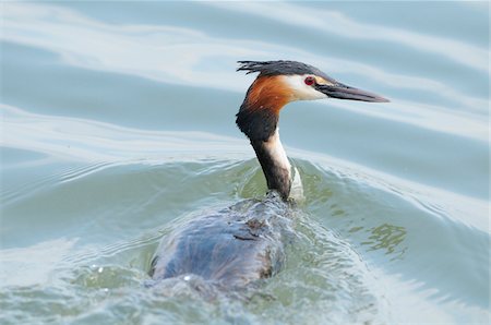 Great Crested Grebe (Podiceps cristatus) swimming in the water, Bavaria, Germany Photographie de stock - Rights-Managed, Code: 700-06758261