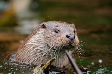 European otter (Lutra lutra) at riverside, Bavaria, Germany Photographie de stock - Rights-Managed, Code: 700-06758262