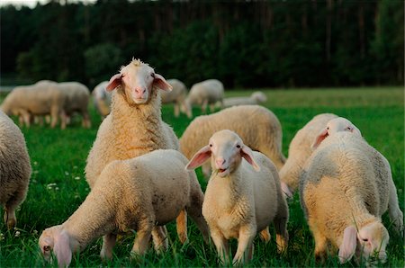 Sheep (Ovis aries) in a meadow in autumn, bavaria, germany Foto de stock - Con derechos protegidos, Código: 700-06758312