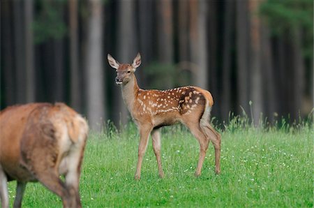 säuger - Red deer (Cervus elaphus) fawn standing on the edge of the forest, Bavaria, Germany Stockbilder - Lizenzpflichtiges, Bildnummer: 700-06758313