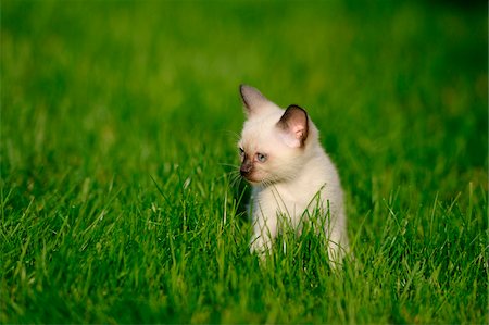 Siamese cat youngster kitten on a meadow, bavaria, germany. Fotografie stock - Rights-Managed, Codice: 700-06758324
