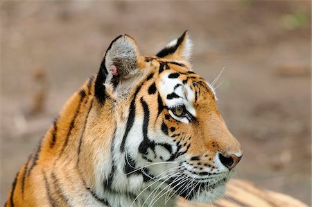 Portrait of a Siberian tiger (Panthera tigris altaica) in a Zoo, Germany Stockbilder - Lizenzpflichtiges, Bildnummer: 700-06752069