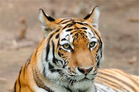 Portrait of a Siberian tiger (Panthera tigris altaica) in a Zoo, Germany Stock Photo - Rights-Managed, Code: 700-06752070