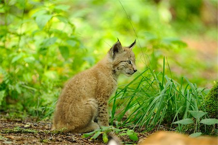 Eurasian lynx (Lynx lynx) cub in the forest, Hesse, Germany Photographie de stock - Rights-Managed, Code: 700-06752146