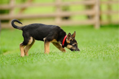 pistage - German Shepherd Dog youngster in a meadow, bavaria, germany Photographie de stock - Rights-Managed, Code: 700-06752154