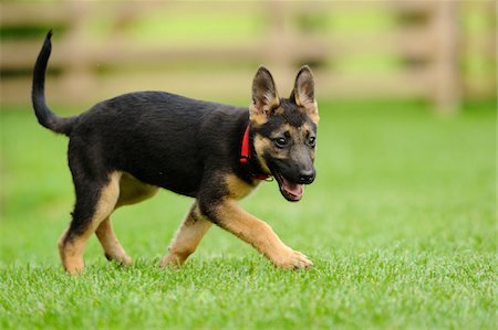 puppy and dog - German Shepherd Dog youngster in a meadow, bavaria, germany Stock Photo - Rights-Managed, Code: 700-06752155