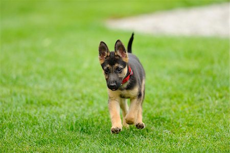 simsearch:700-06786746,k - German Shepherd Dog youngster in a meadow, bavaria, germany Foto de stock - Direito Controlado, Número: 700-06752158