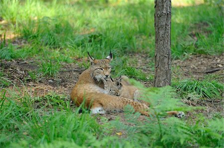 simsearch:400-07471750,k - Eurasian lynx (Lynx lynx) mother with her cub in the forest, Hesse, Germany Foto de stock - Con derechos protegidos, Código: 700-06752150