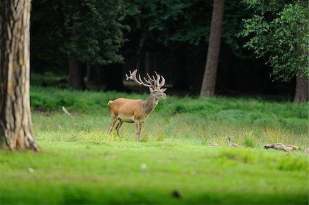 Red deer (Cervus elaphus) buck standing on the edge of the forest, Hesse, Germany Photographie de stock - Rights-Managed, Code: 700-06752151