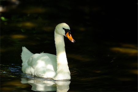 Mute Swan (Cygnus olor) swimming in the water, Bavaria, Germany Photographie de stock - Rights-Managed, Code: 700-06752153