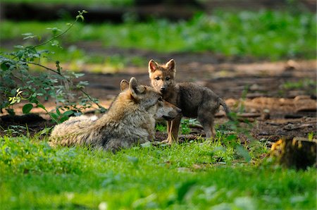 pup - Eurasian wolves (Canis lupus lupus) mother with her pup in the forest, Bavaria, Germany Stock Photo - Rights-Managed, Code: 700-06752164