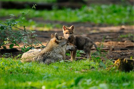 simsearch:700-06733332,k - Eurasian wolves (Canis lupus lupus) mother with her pup in the forest, Bavaria, Germany Foto de stock - Con derechos protegidos, Código: 700-06752164