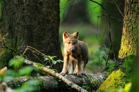 Eurasian wolf (Canis lupus lupus) pup in the forest, Bavaria, Germany Foto de stock - Con derechos protegidos, Código: 700-06752165