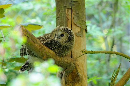 Ural Owl (Strix uralensis) youngster sitting on a branch, Bavaria, Germany Photographie de stock - Rights-Managed, Code: 700-06752160