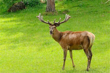 Red deer (Cervus elaphus) buck standing on the edge of the forest, Bavaria, Germany Photographie de stock - Rights-Managed, Code: 700-06752162