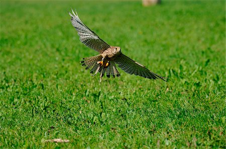 falcone - Flying Common Kestrel (Falco tinnunculus), Bavaria, Germany Fotografie stock - Rights-Managed, Codice: 700-06752329