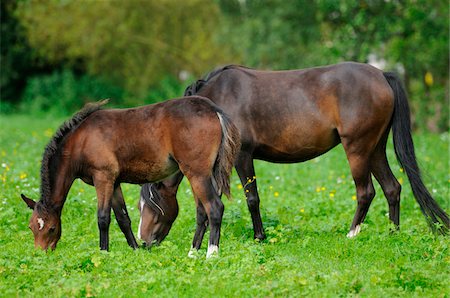 puledrino - Welsh Ponys on a meadow, Bavaria, Germany Fotografie stock - Rights-Managed, Codice: 700-06752334