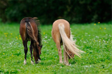 Welsh Ponys grazing on a meadow, Bavaria, Germany Stock Photo - Rights-Managed, Code: 700-06752335