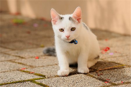 A young house cat sitting on cobblestones, austria. Stock Photo - Rights-Managed, Code: 700-06752332