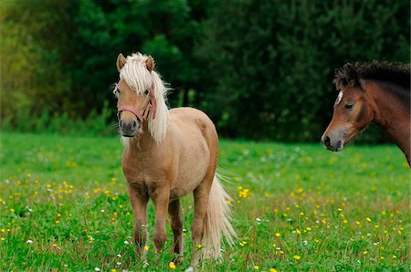säuger - Welsh Ponys on a meadow, Bavaria, Germany Stockbilder - Lizenzpflichtiges, Bildnummer: 700-06752333