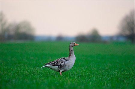 Greylag Goose or Wild Goose (Anser anser) standing in a meadow, Bavaria, Germany Foto de stock - Con derechos protegidos, Código: 700-06752343