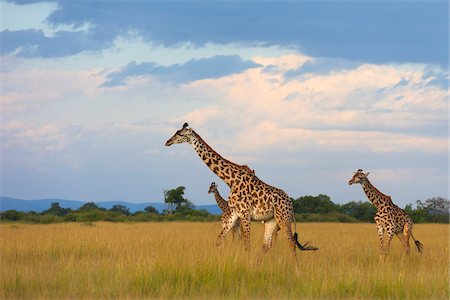 drei tiere - Masai giraffes (Giraffa camelopardalis tippelskirchi), Maasai Mara National Reserve, Kenya, Africa. Photographie de stock - Rights-Managed, Code: 700-06752437