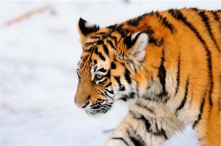 felino - Siberian tiger (Panthera tigris altaica) cub in winter time in a Zoo, Germany Foto de stock - Con derechos protegidos, Código: 700-06752445