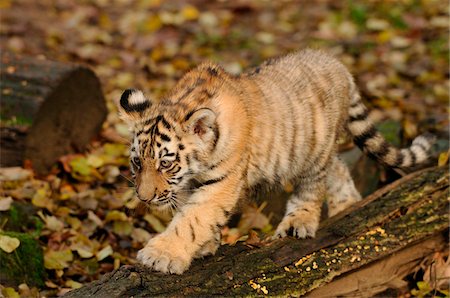 Siberian tiger (Panthera tigris altaica) cub in a Zoo, Germany Photographie de stock - Rights-Managed, Code: 700-06752446