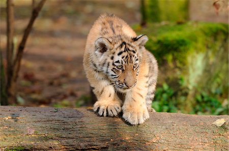 Siberian tiger (Panthera tigris altaica) cub in a Zoo, Germany Stock Photo - Rights-Managed, Code: 700-06752447