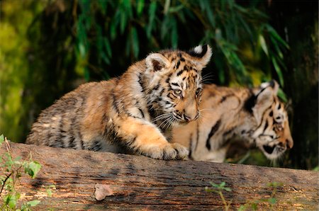 simsearch:700-06752445,k - Siberian tiger (Panthera tigris altaica) cubs in a Zoo, Germany Foto de stock - Con derechos protegidos, Código: 700-06752448