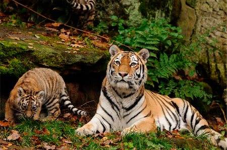 Siberian tiger (Panthera tigris altaica) mother with her cub in a Zoo, Germany Stock Photo - Rights-Managed, Code: 700-06752449