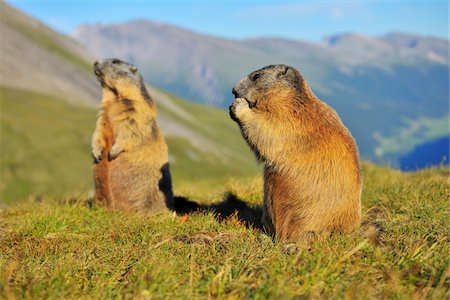 Alpine Marmots, Marmota marmota, Hohe Tauern National Park, Grossglockner High Alpine Road, Carinthia, Austria, Europe Stockbilder - Lizenzpflichtiges, Bildnummer: 700-06752605