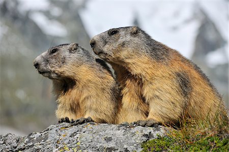 Alpine Marmots, Marmota marmota, Hohe Tauern National Park, Grossglockner High Alpine Road, Carinthia, Austria, Europe Stockbilder - Lizenzpflichtiges, Bildnummer: 700-06752606