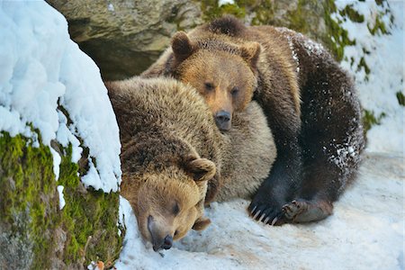 Brown Bear, Ursus arctos, in the Winter, Neuschoenau, National Park Bavarian Forest, Bavaria, Germany Foto de stock - Con derechos protegidos, Código: 700-06752609