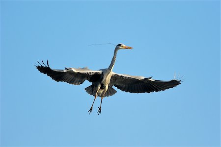 Grey Heron, Ardea cinerea, in flight, Spring, Franconia, Bavaria, Germany, Europe Photographie de stock - Rights-Managed, Code: 700-06752610