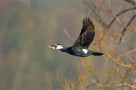 simsearch:700-07368536,k - Great Cormorant, Phalacrocorax carbo, in flight, Spring, Franconia, Bavaria, Germany, Europe Foto de stock - Direito Controlado, Número: 700-06752611