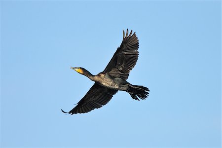 Great Cormorant, Phalacrocorax carbo, in flight, Spring, Franconia, Bavaria, Germany, Europe Foto de stock - Con derechos protegidos, Código: 700-06752612