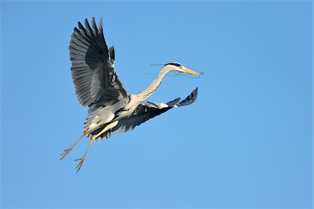 flying birds - Grey Heron, Ardea cinerea, in flight, Spring, Franconia, Bavaria, Germany, Europe Stock Photo - Rights-Managed, Code: 700-06752613