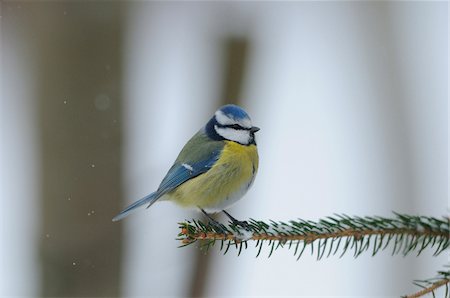 Blue Tit (Cyanistes caeruleus) sitting on a branch, Bavaria, Germany Stock Photo - Rights-Managed, Code: 700-06773178