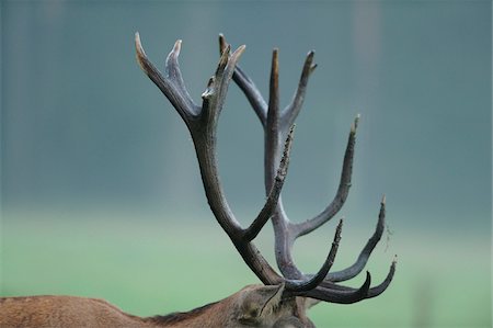 Close up of antlers from a Red deer (Cervus elaphus) buck, Bavaria, Germany Foto de stock - Con derechos protegidos, Código: 700-06773184