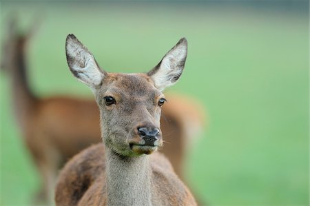 simsearch:700-06758316,k - Portrait of a Red deer (Cervus elaphus) female, Bavaria, Germany Stockbilder - Lizenzpflichtiges, Bildnummer: 700-06773186