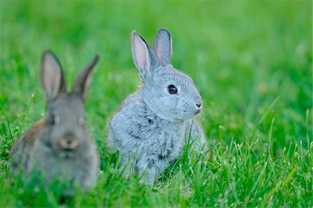 Domestic rabbit (Oryctolagus cuniculus forma domestica) young in a meadow, Bavaria, Germany Stock Photo - Rights-Managed, Code: 700-06773182