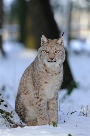 Eurasian lynx (Lynx lynx) sitting in a snowy forest, Bavaria, Germany Foto de stock - Con derechos protegidos, Código: 700-06773215